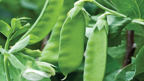 শিমের উপকারিতা